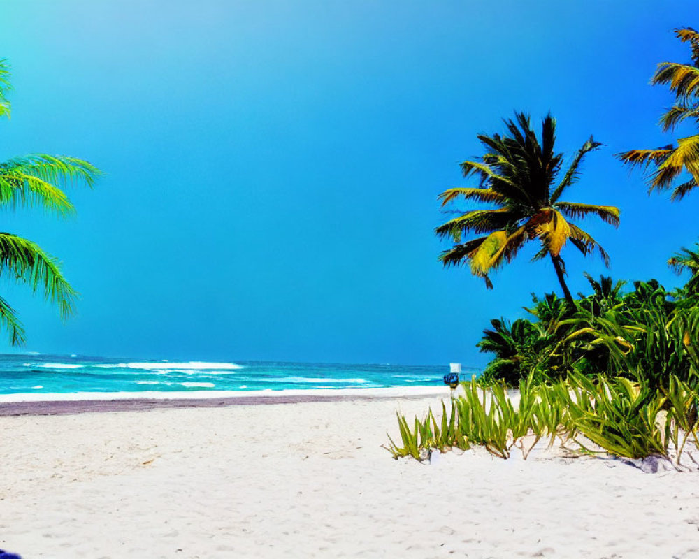 Scenic Tropical Beach with White Sand and Palm Trees