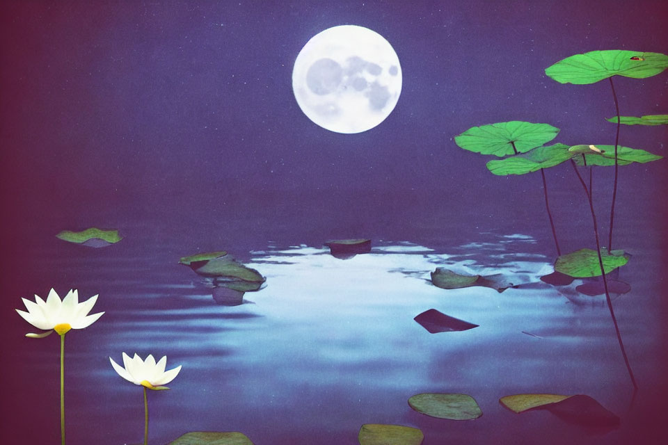 Tranquil full moon night scene with lotus leaves and white blooms