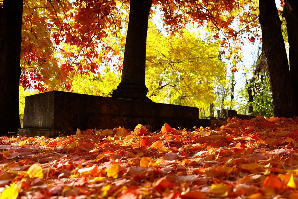 Colorful autumn leaves blanket park floor under dappled sunlight