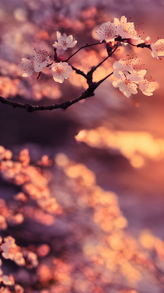 Blooming cherry blossoms on soft-focus background with warm pink and orange hues