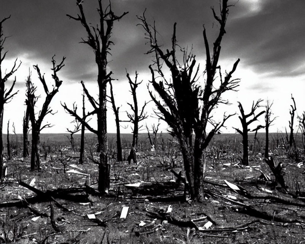 Barren Landscape with Dead Trees and Cloudy Sky