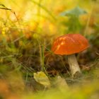 Colorful Mushroom Painting in Grassy Field