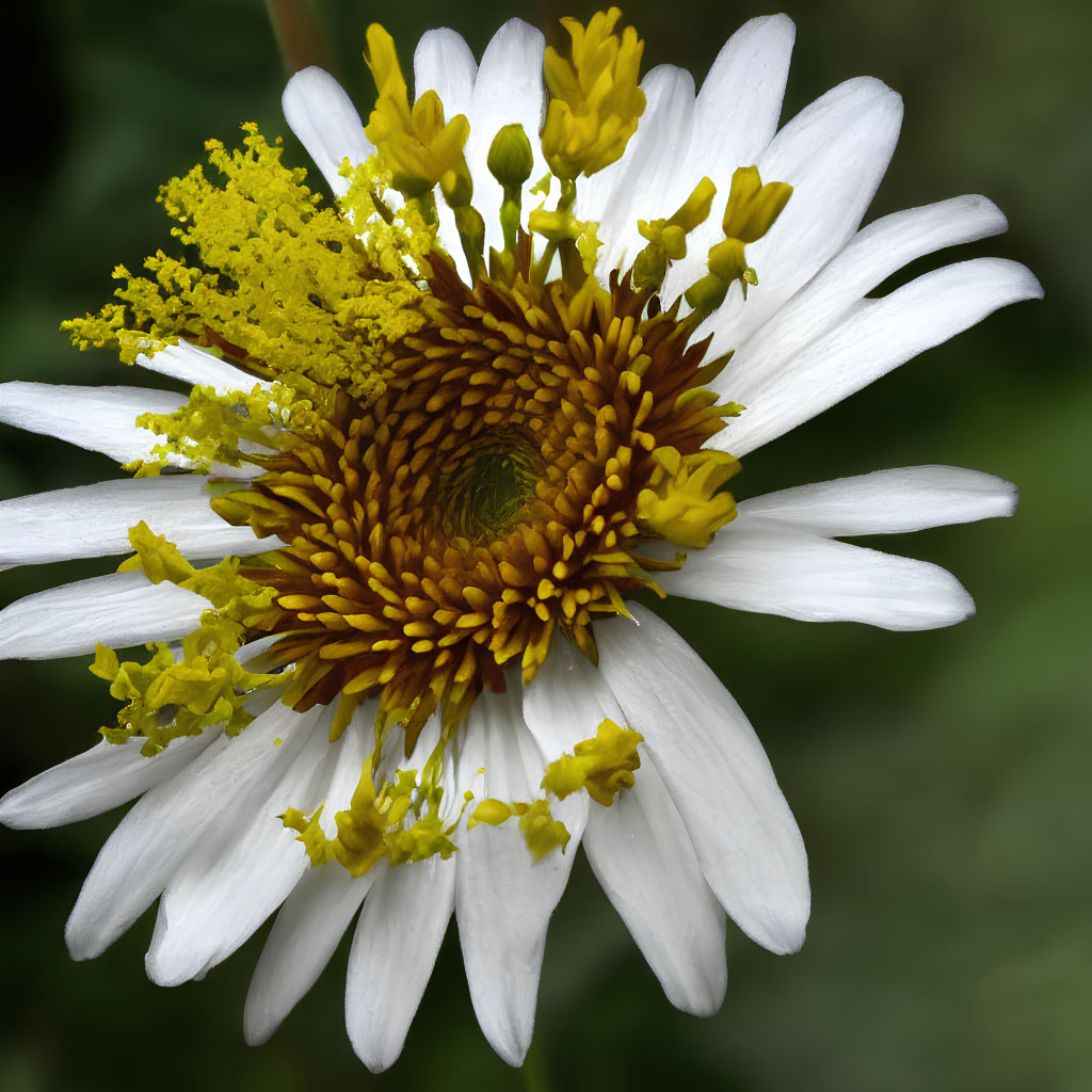 Detailed view of white and yellow flower layers and central disk florets