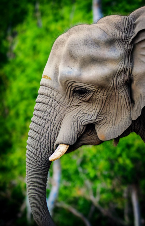 Elephant's head details: eye, trunk, and tusk in close-up view