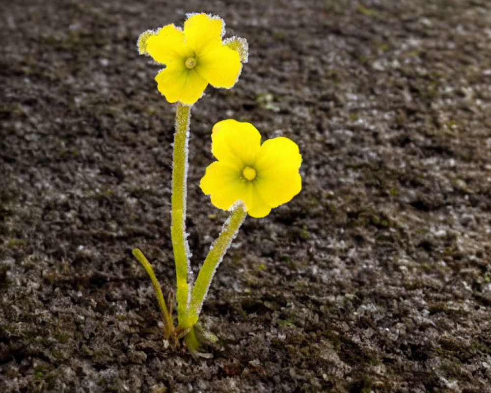 Small Yellow Flowers Growing in Crack on Dark Textured Surface