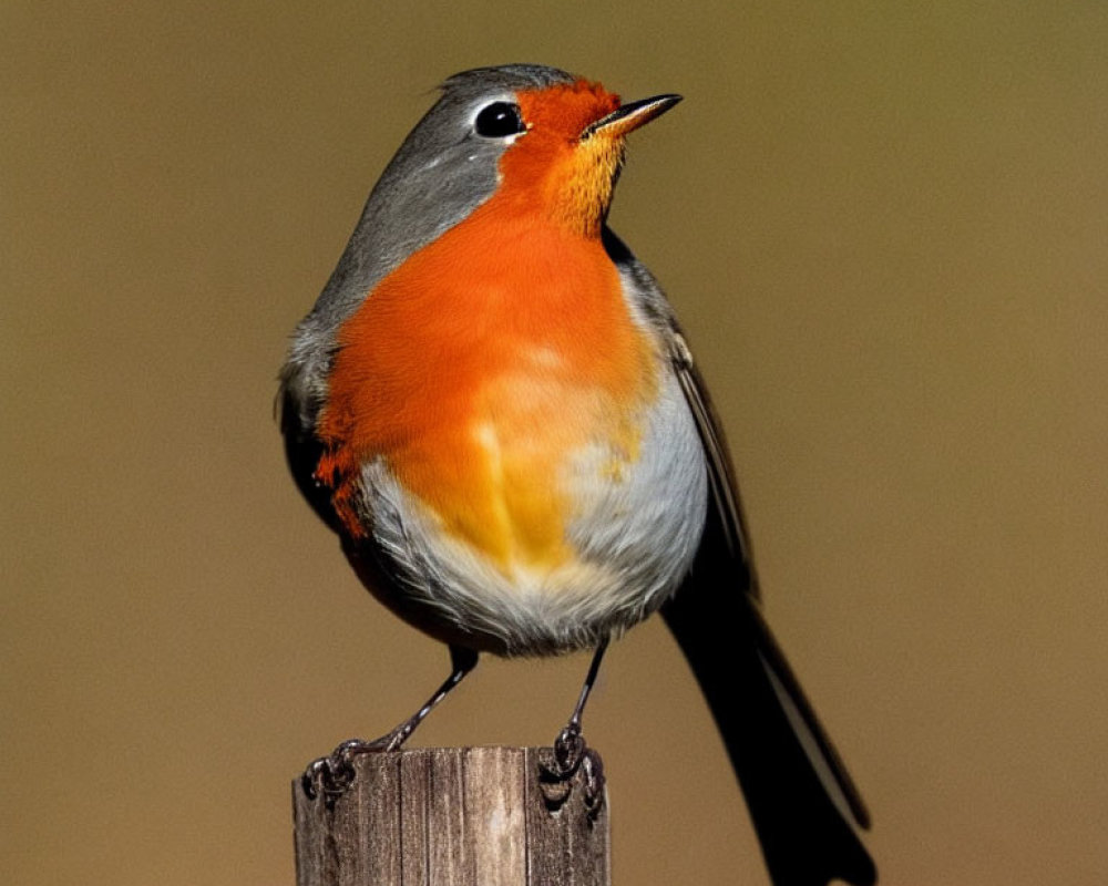 Robin perched on wooden post with orange breast and gray feathers