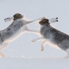 Two leaping rabbits in snowy scene with scattered snowflakes.