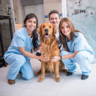 Three veterinary professionals with golden retriever in clinic.