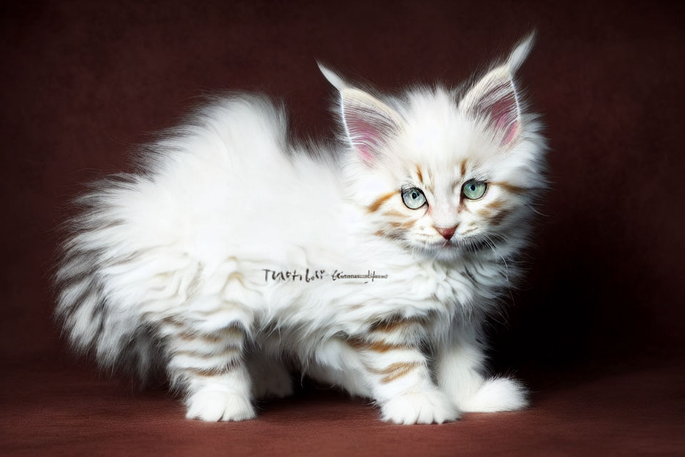 White and Brown Kitten with Blue Eyes on Red Background