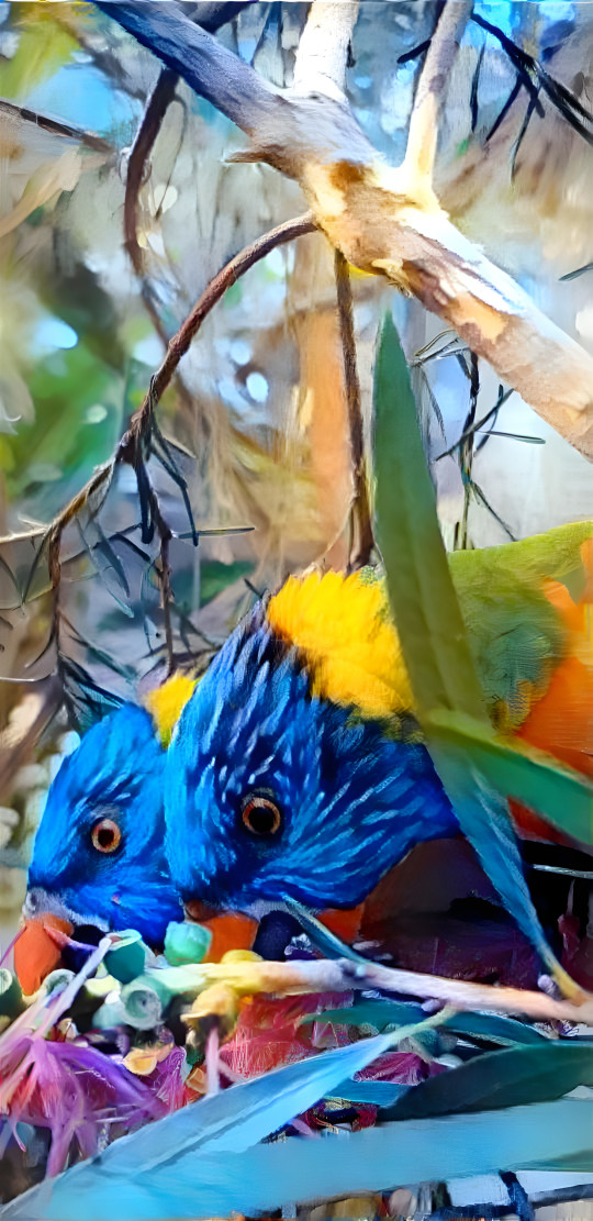 Aussie parrots 