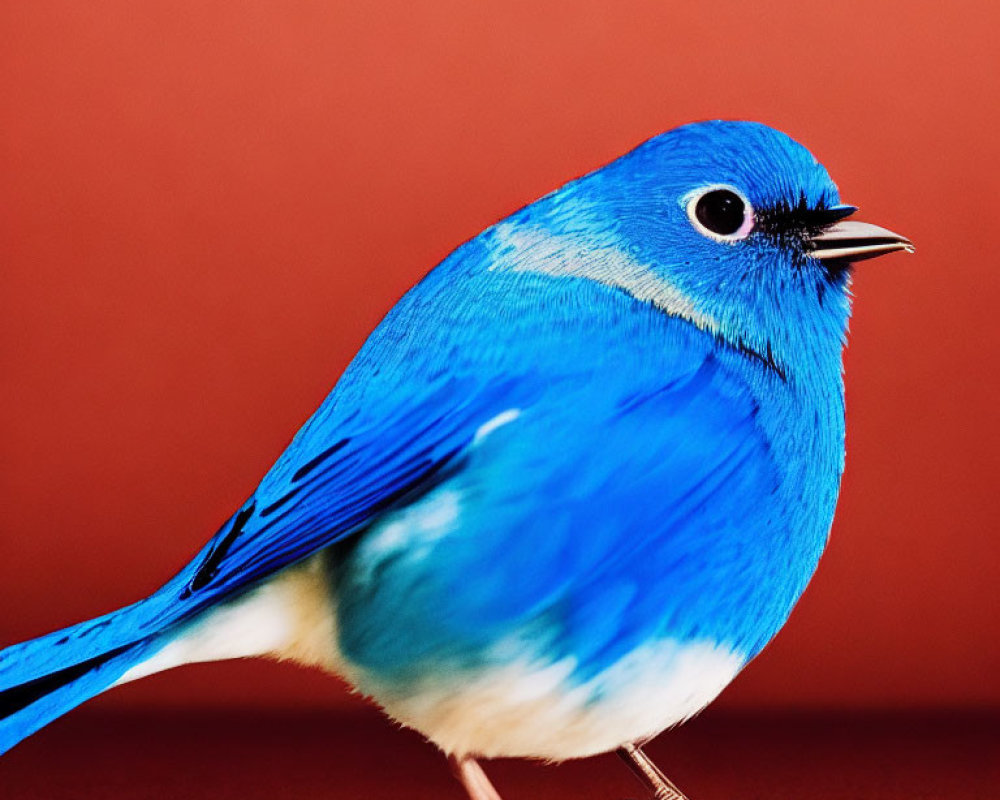 Colorful Blue Bird with Dark Markings on Red Background