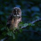 Owl with orange eyes on branch in mystical forest