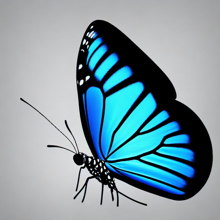 Vibrant blue butterfly with black markings on light background