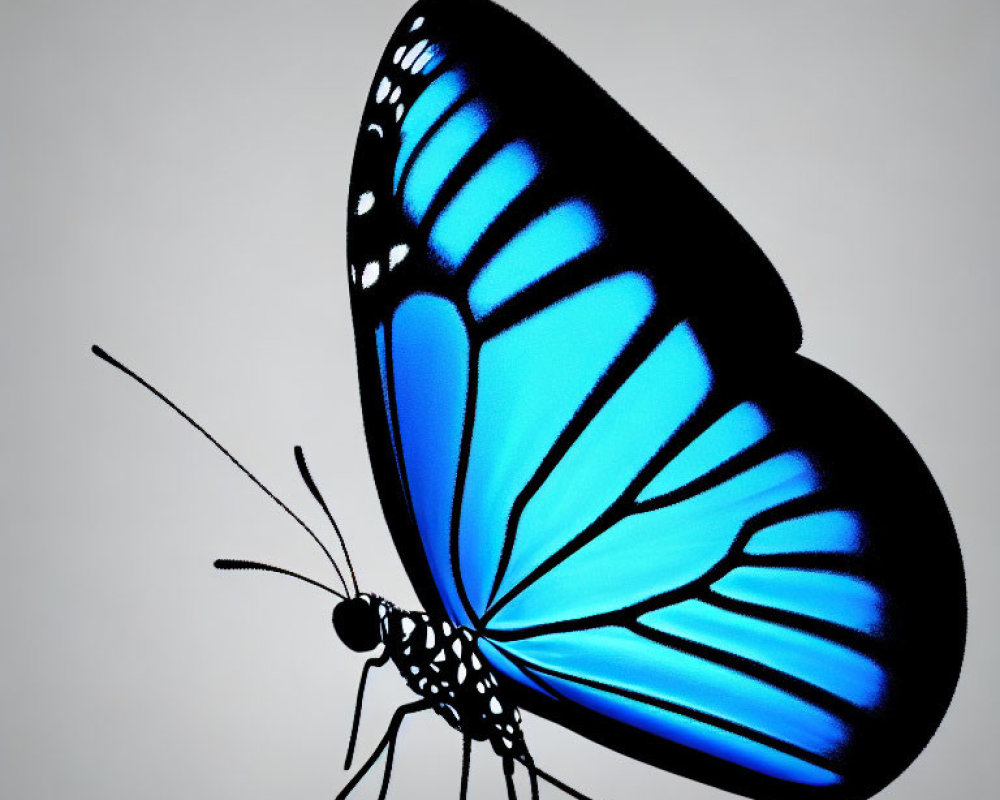 Vibrant blue butterfly with black markings on light background