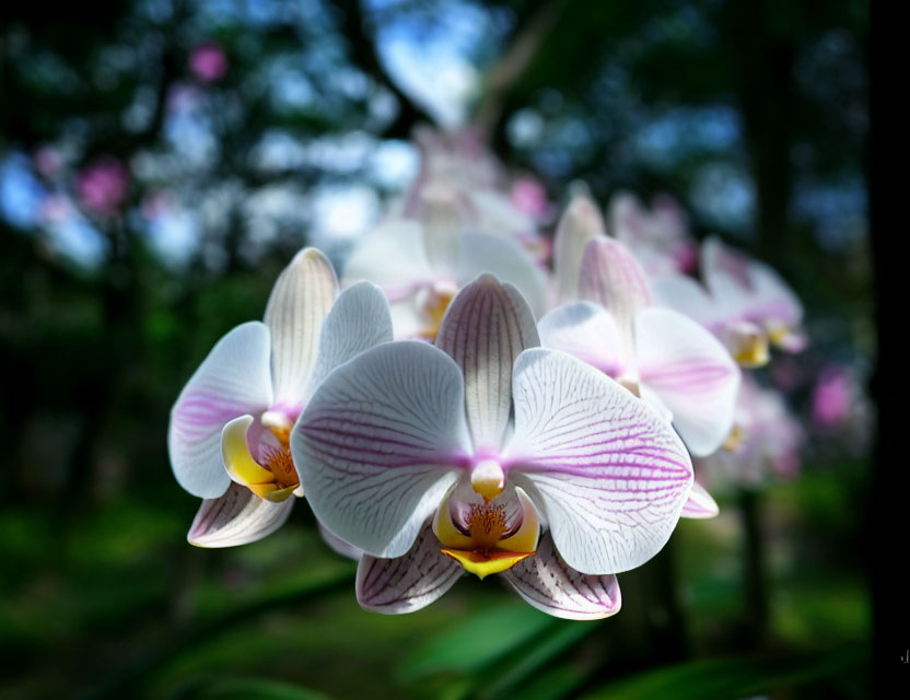 White and Pink Phalaenopsis Orchids on Blurred Green Background