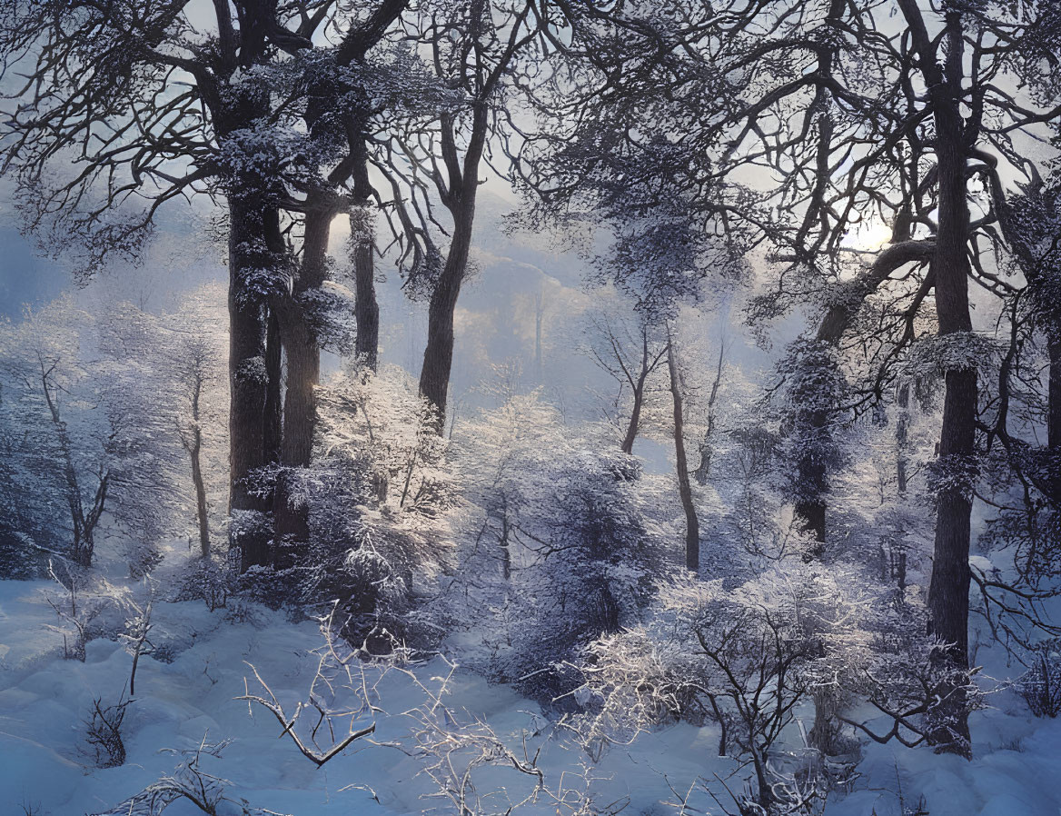 Snow-covered trees in tranquil winter forest scene