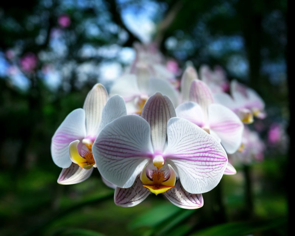White and Pink Phalaenopsis Orchids on Blurred Green Background