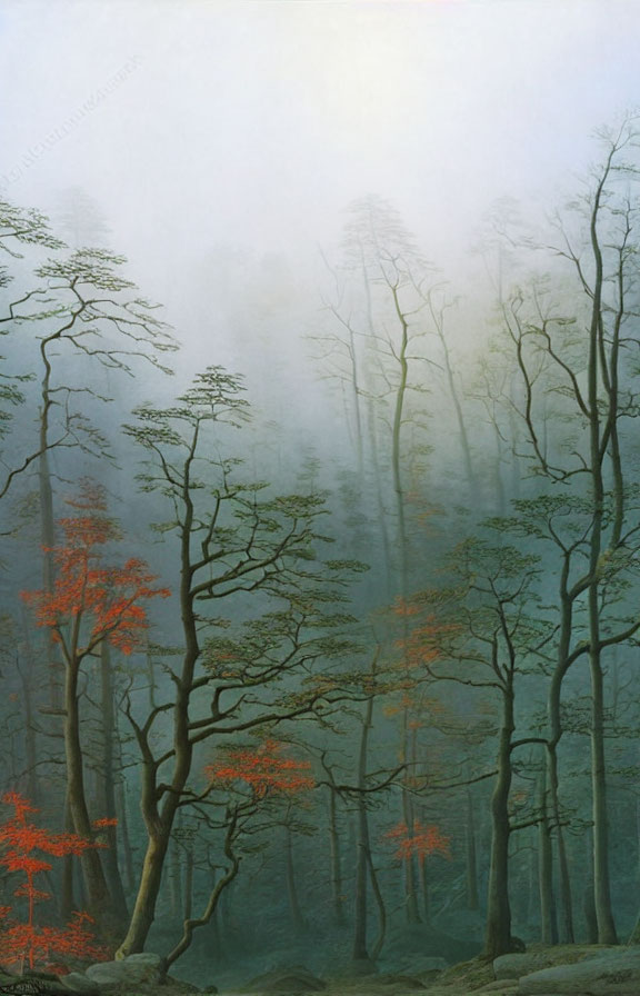 Tranquil forest scene with tall trees and red leaves in soft mist