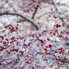 Snowy Winter Scene with Red Berries and Snow-Covered Trees