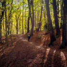Sunlit forest with tall trees and red autumn leaves under shadows