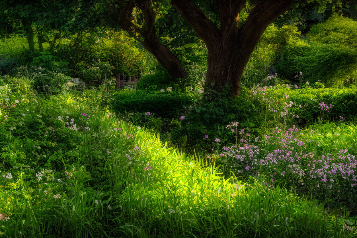 Sunlight filtering through tree onto lush greenery and purple flowers