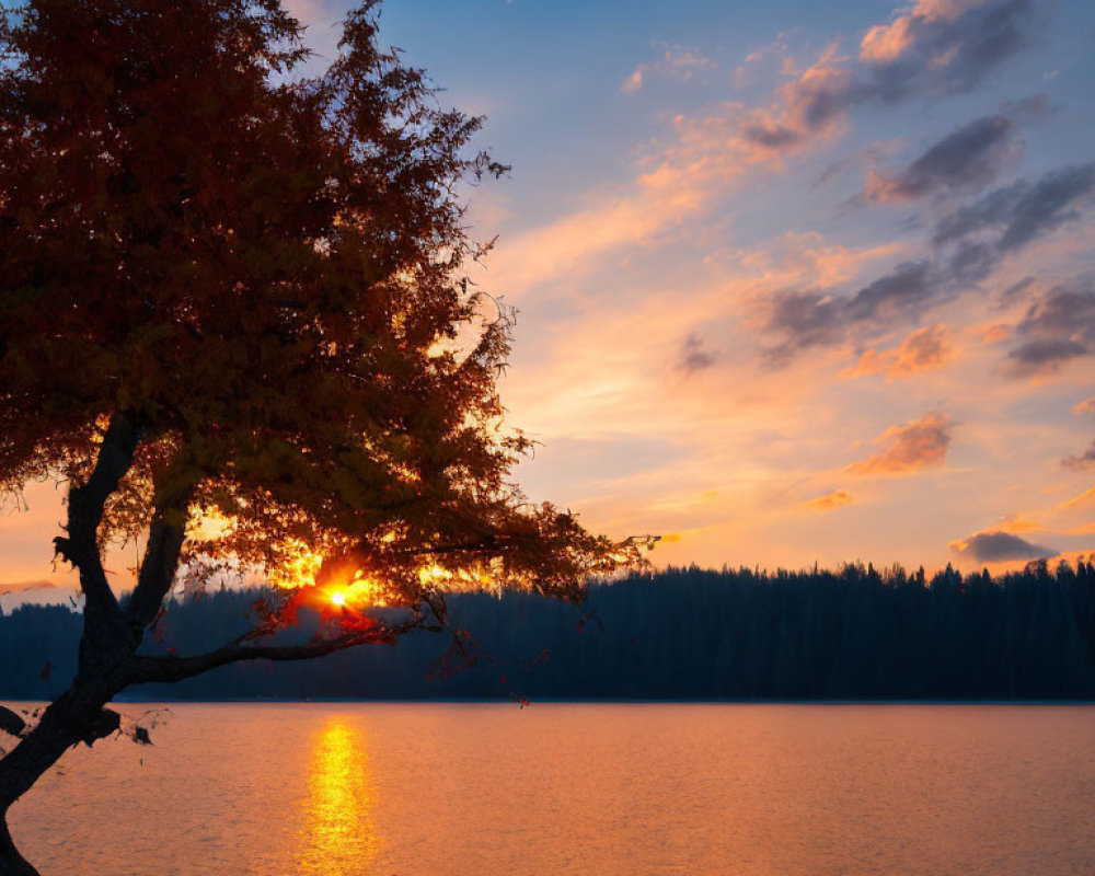 Golden sunset reflecting on calm lake with tree silhouette.