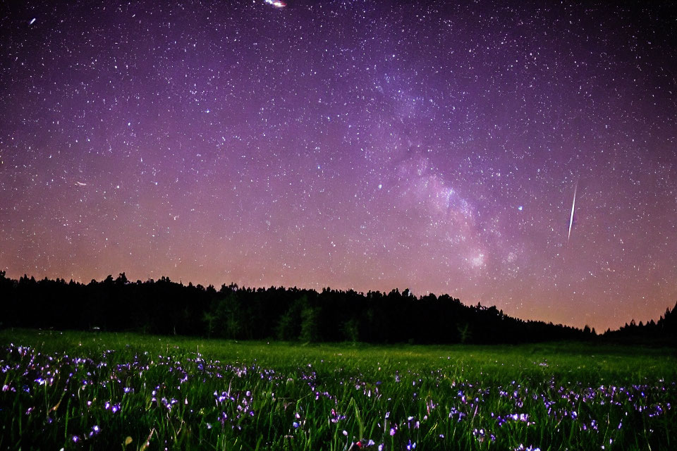 Starry Night Sky Over Purple Wildflowers and Forest Silhouette