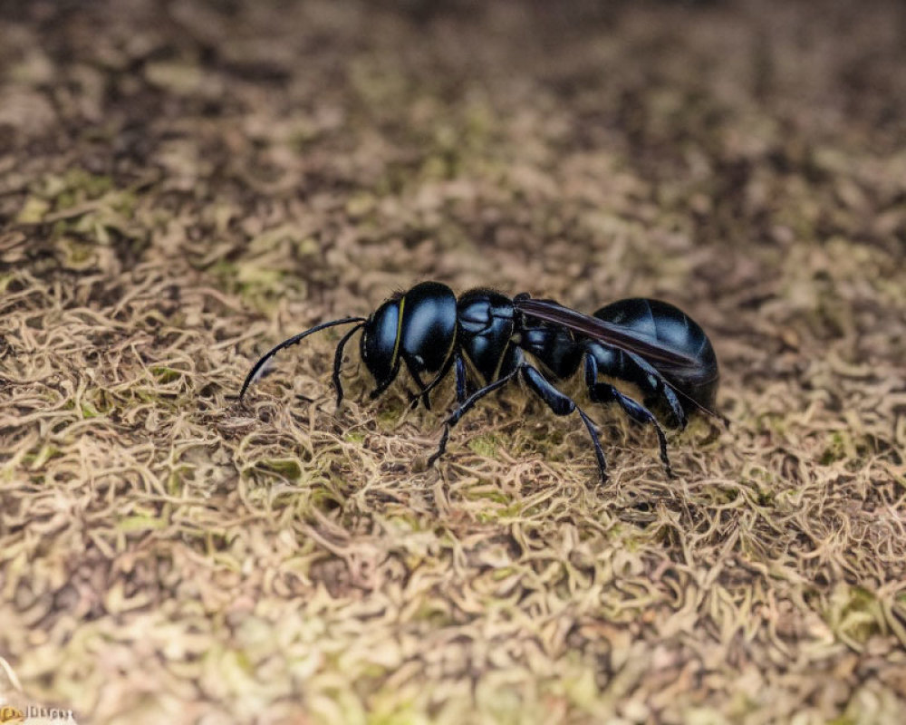 Detailed Close-Up of Black Ant on Textured Ground