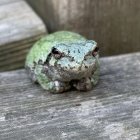 Green Frog with Large Eyes on Grey Rock Amid Small Brown Fungi