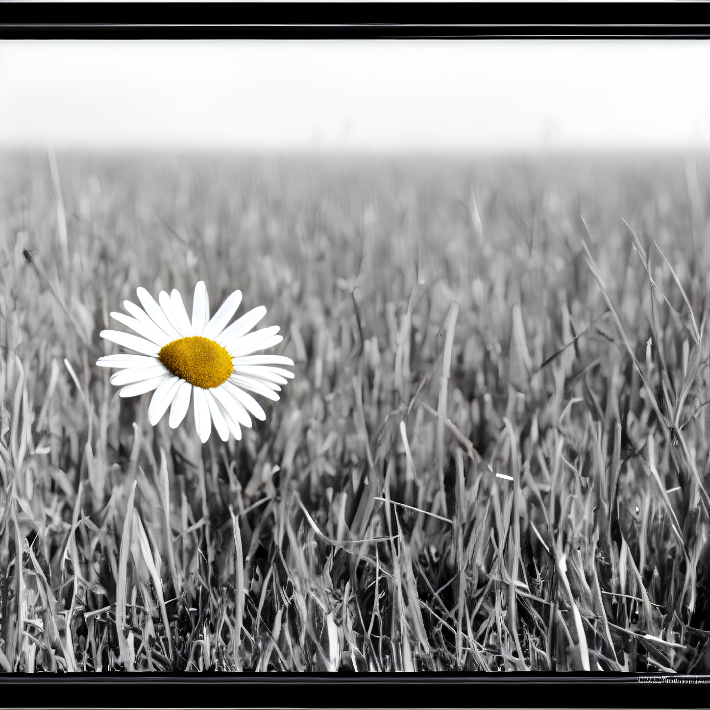 Vibrant daisy in monochromatic grass field with selective coloring