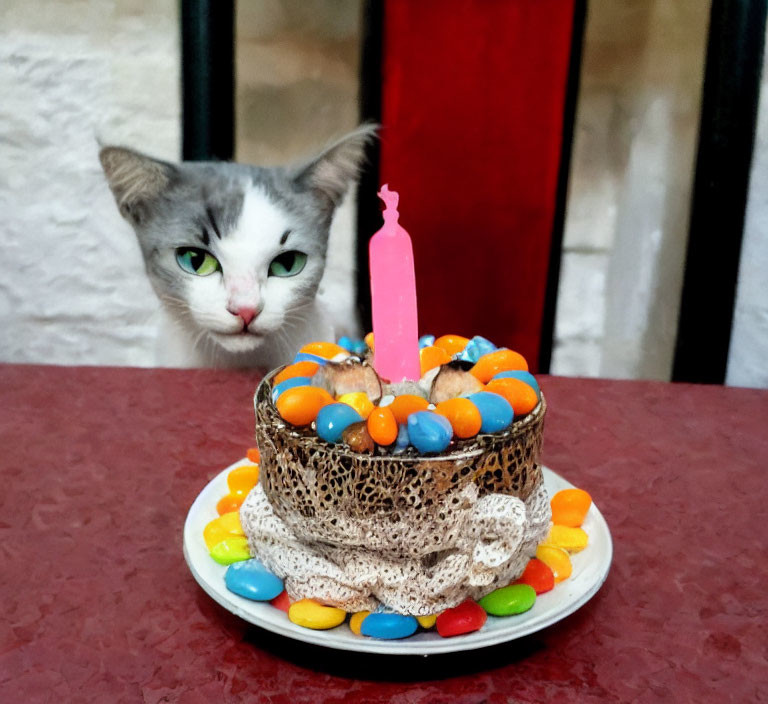 Colorful Birthday Cake with Curious Cat and Pink Candle