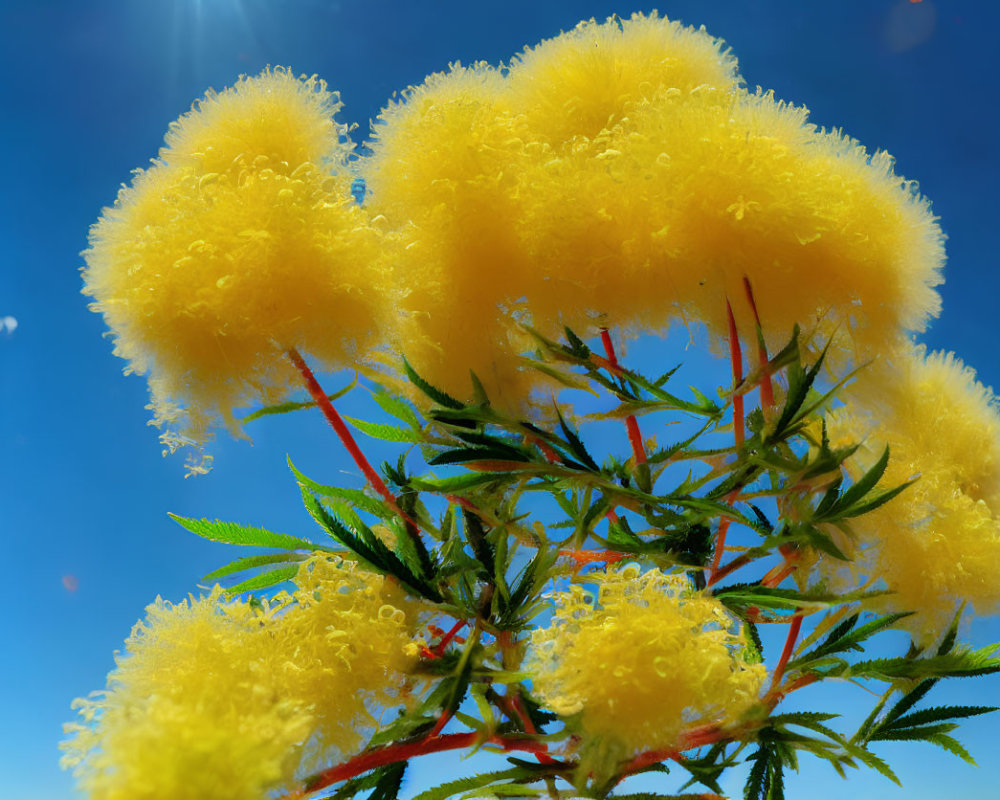 Vivid yellow mimosa flowers under bright blue sky