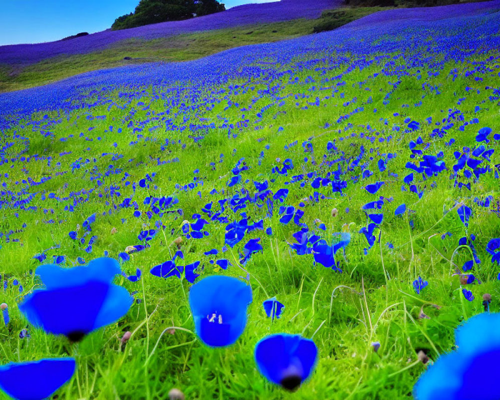 Vibrant Blue Flower Field under Clear Sky