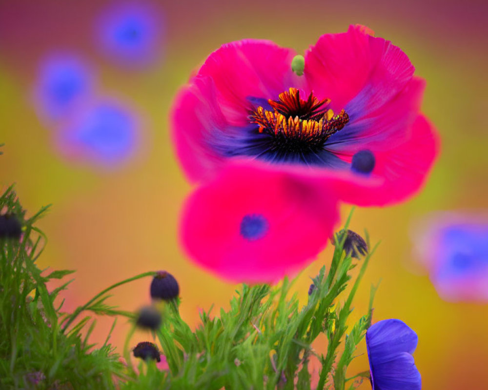 Colorful red poppy flower on blurred multicolored background