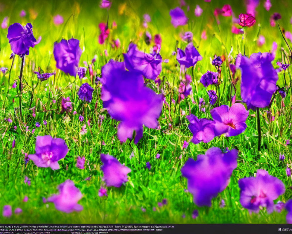 Purple Flowers Field with Green Grass Background