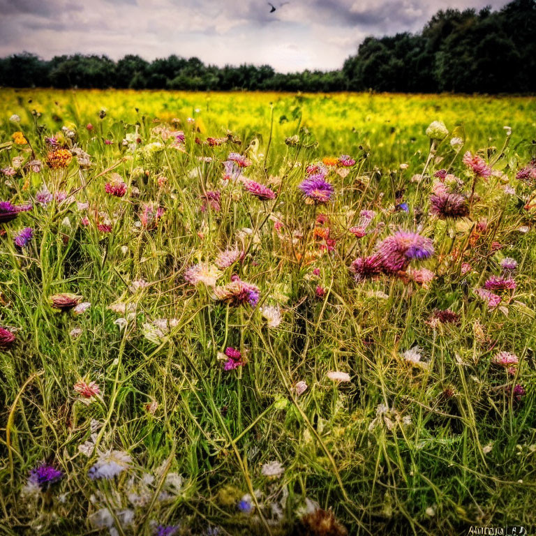 Assorted wildflowers in vibrant field under dramatic sky