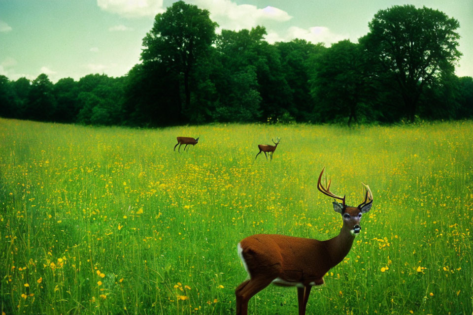 Three deers in vibrant green field with flowers and trees