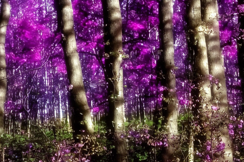 Purple-filtered forest scene with sunlight highlighting vibrant hues of purple leaves and undergrowth