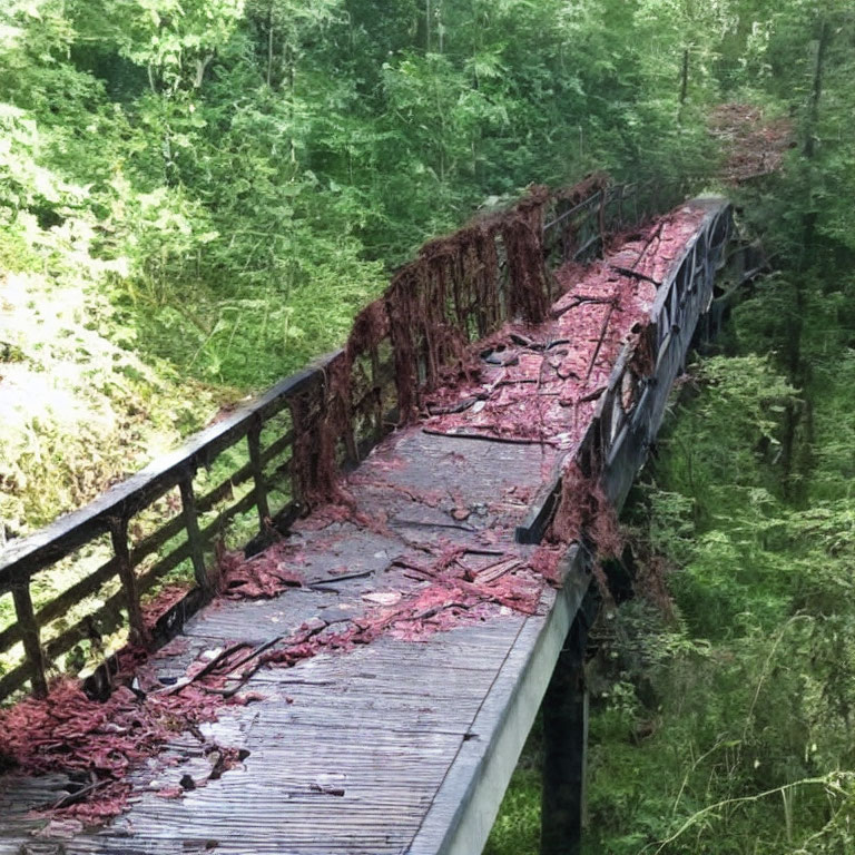 Rusted pedestrian bridge covered in vines in wooded area