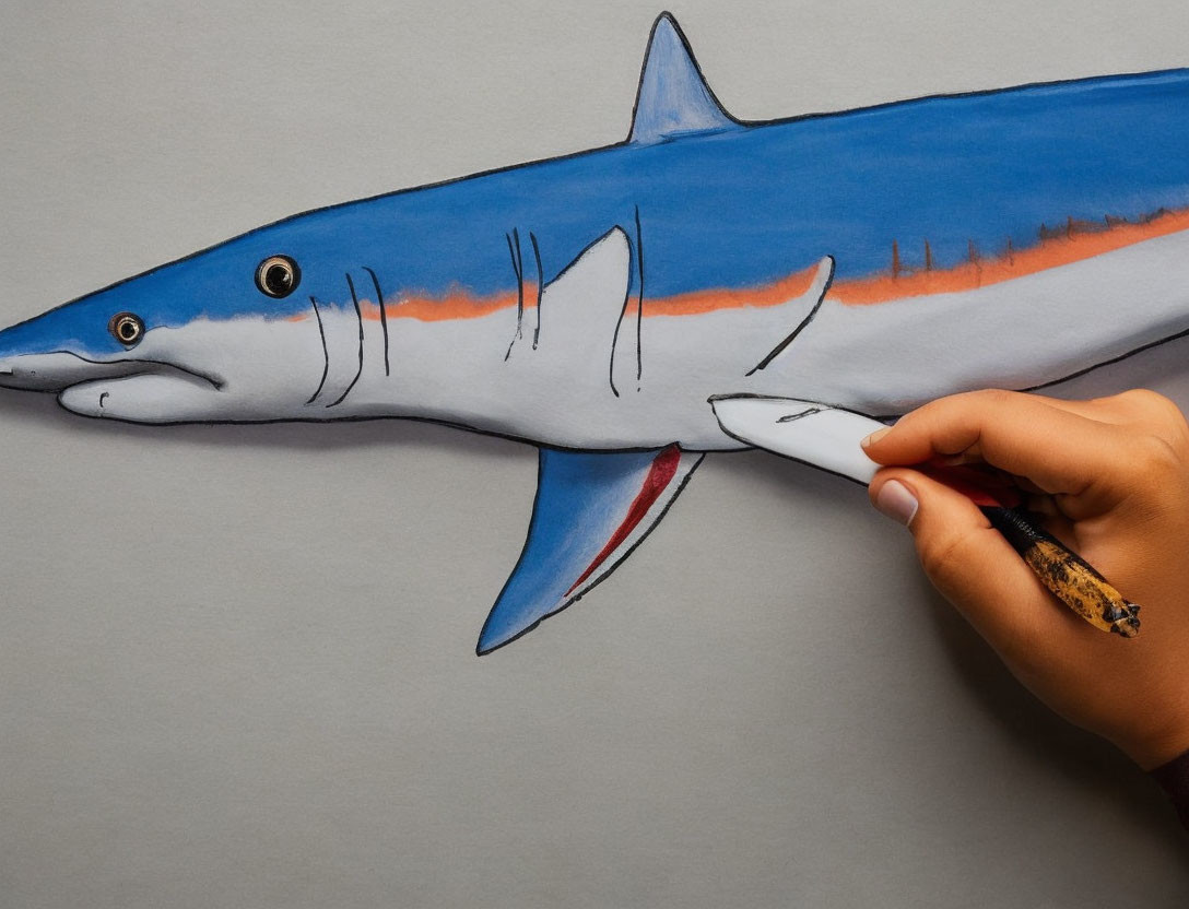 Hand coloring blue shark drawing with orange stripe on grey paper using pencil