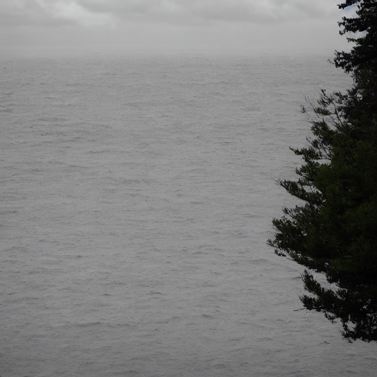 Calm Sea with Overcast Sky and Pine Tree
