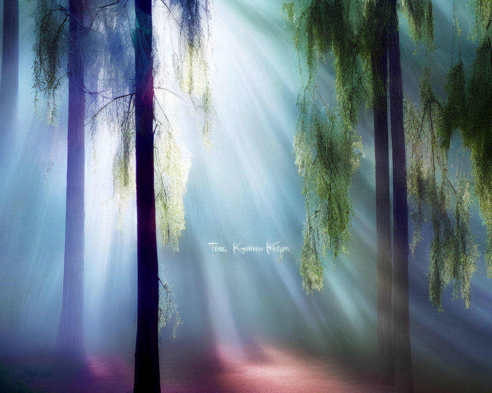 Enchanting forest scene with mystical light beams