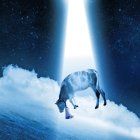Unusual scene: UFO abducting cow under starry sky