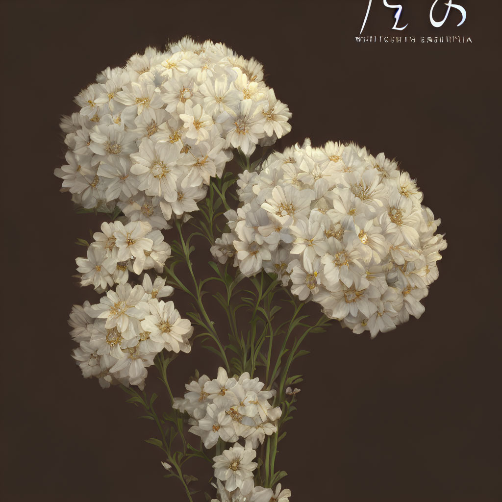White Gypsophila Flowers on Dark Background: Delicate & Elegant Bouquet