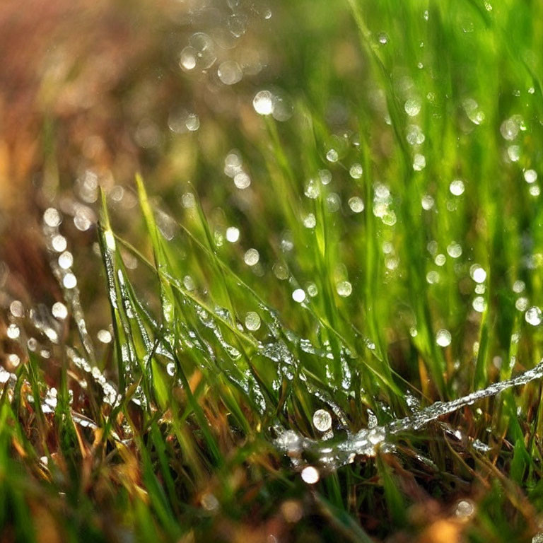 Dew-covered grass glistening in sunlight with bokeh effect