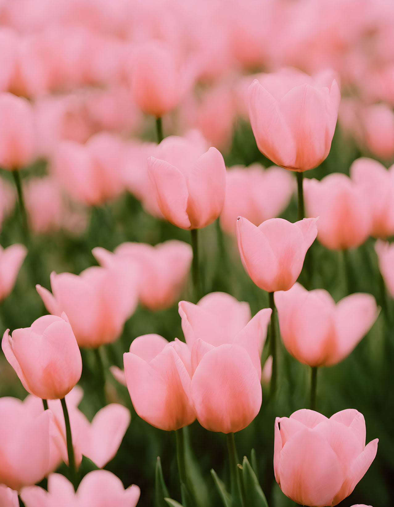 Soft Pink Tulip Field in Full Bloom: Tranquil and Romantic Scene