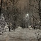 Snow-covered trees in nighttime winter scene with distant light