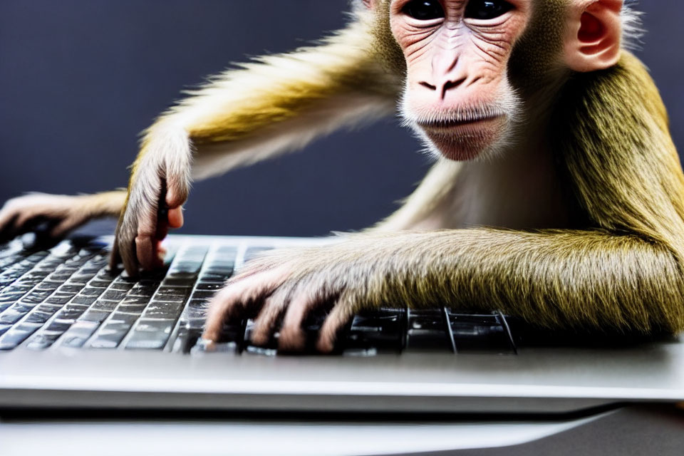 Monkey typing on laptop keyboard symbolizing intelligence