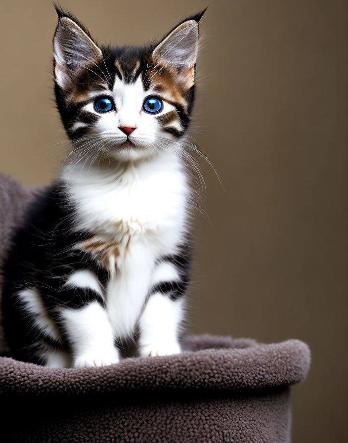 Black and White Kitten with Blue Eyes and Whiskers on Soft Surface
