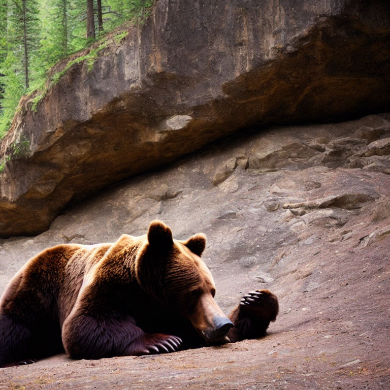 Brown bear resting against rock in forested area